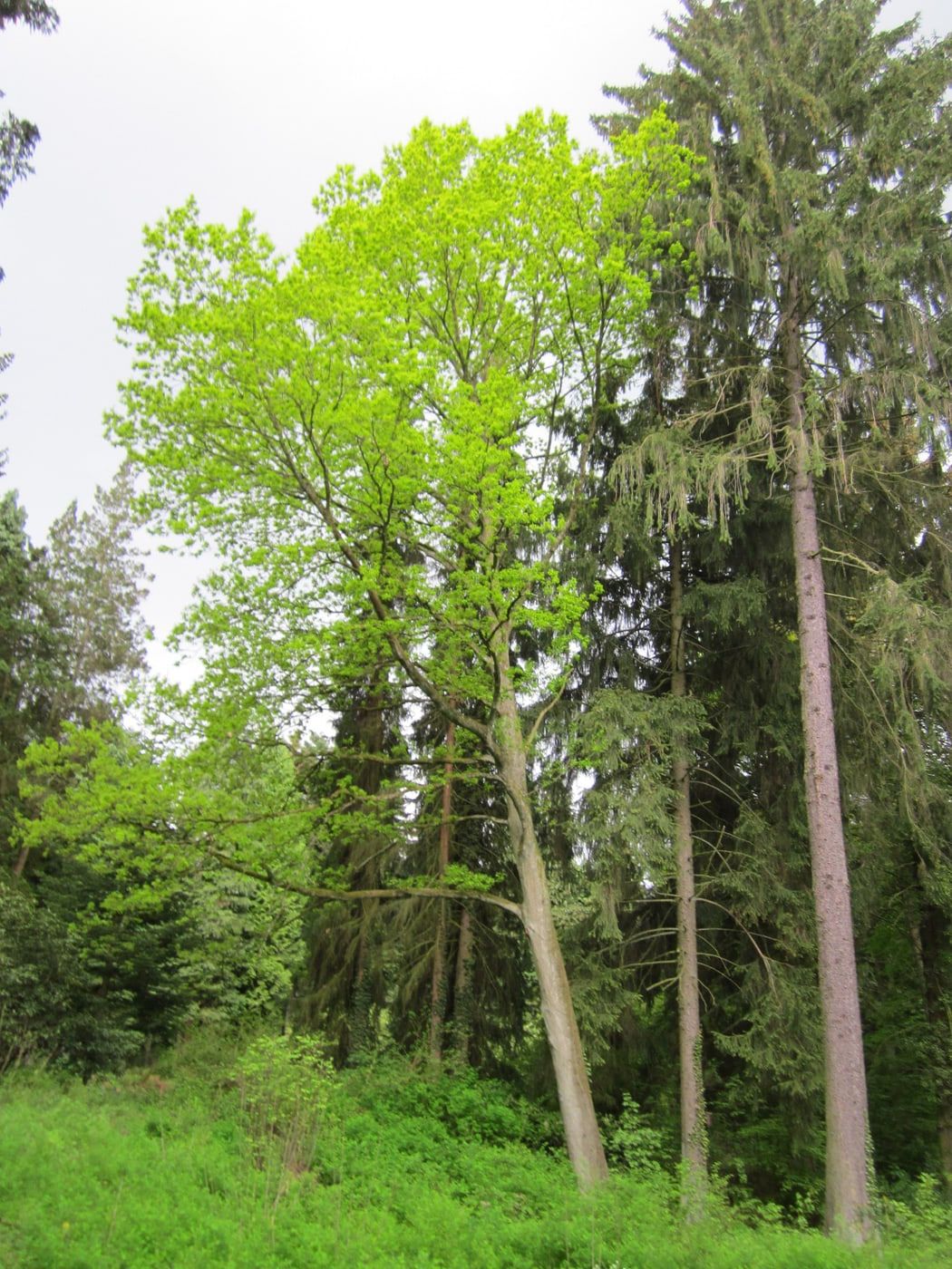 Alte Stieleiche am Rand einer naturbelassenen Grünfläche auf Hauptfriedhof Saarbrücken